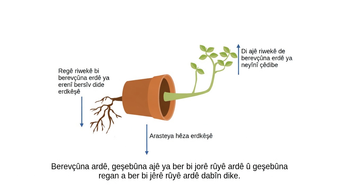 Berevçûna erdê